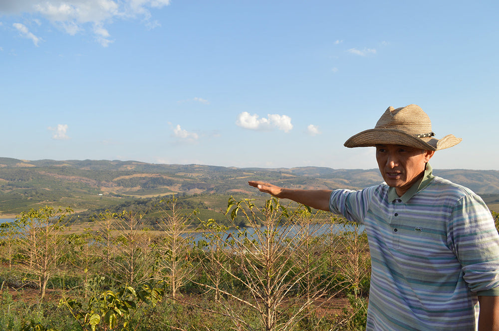UM Coffee Estate