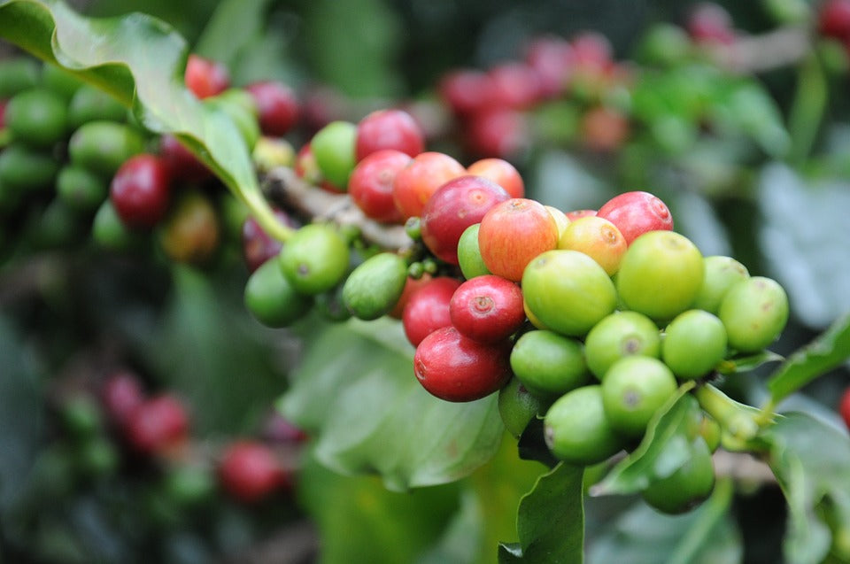 La Jacoba - The Revolutionary Coffee of Colombia