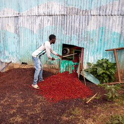 Person collecting coffee cherries