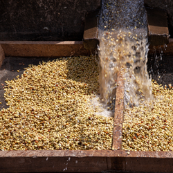 Coffee beans being washed 