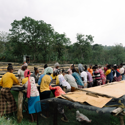 Group of people sorting green coffee beans