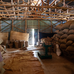 Hessain Bags filled with coffee beans in shed