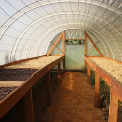 Interior of a coffee drying shed with raised beds