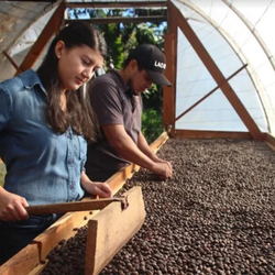 Two people working with coffee beans on raised beds